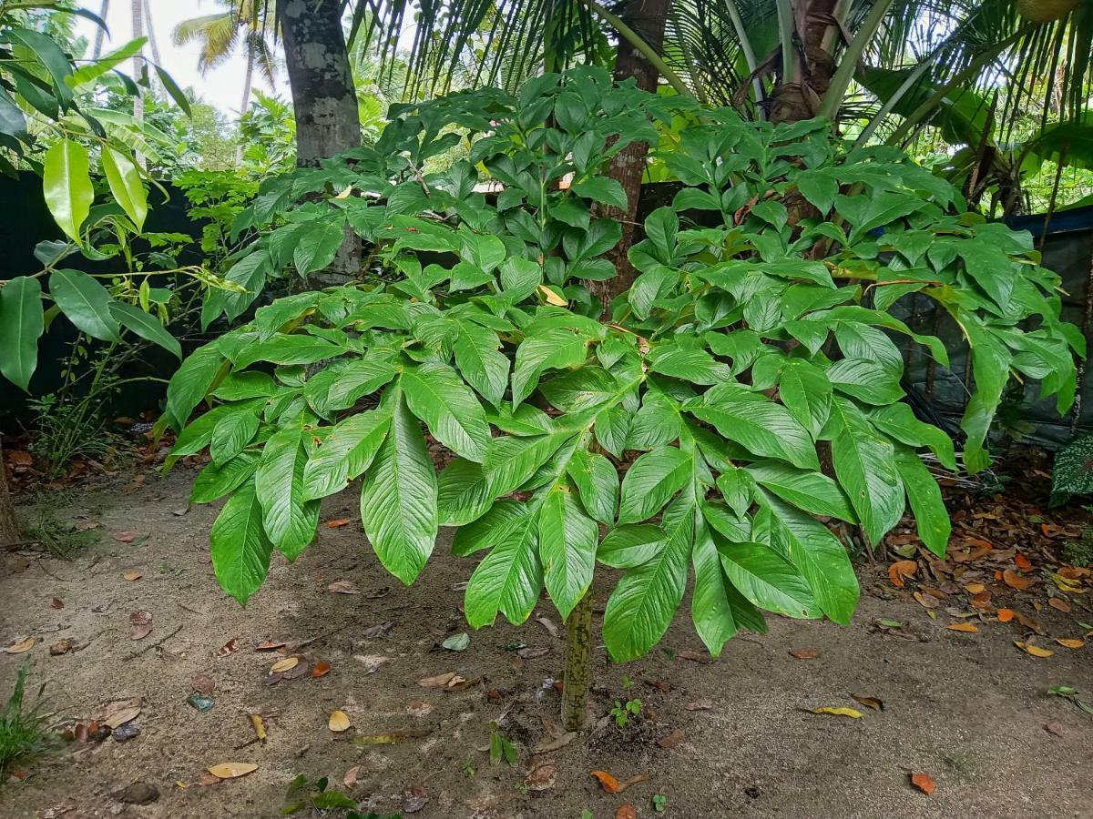 Marari Bethsaida Homestay Shertallai Exteriér fotografie